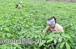 Đoàn TN Công ty TNHH MTV Cao su Hà Tĩnh tổ chức ra quân đồng loạt vệ sinh môi trường
